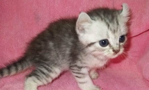 小猫咪经常打喷嚏是怎么回事儿