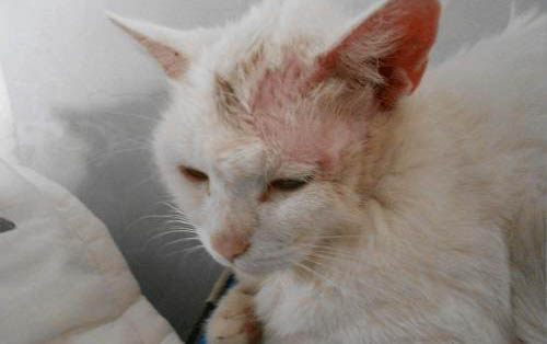 如何喂刚出生的小猫喝奶