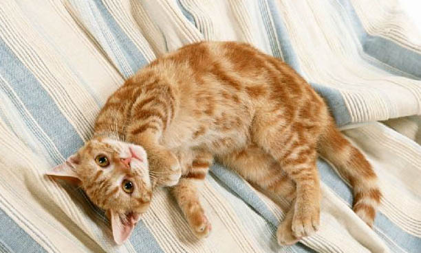 猫流眼屎多是什么原因引起的