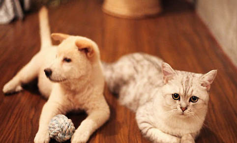 猫咪舔了猫癣药中毒后死亡