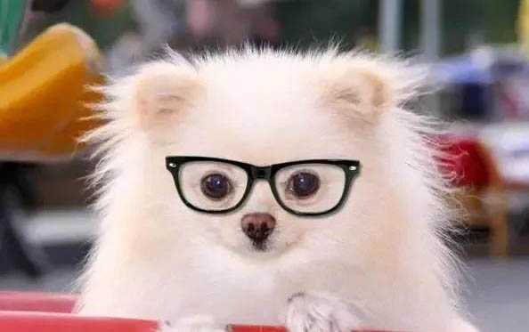 狗狗低温发抖的原因及处理方法