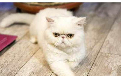 猫咪体温高怎么回事儿