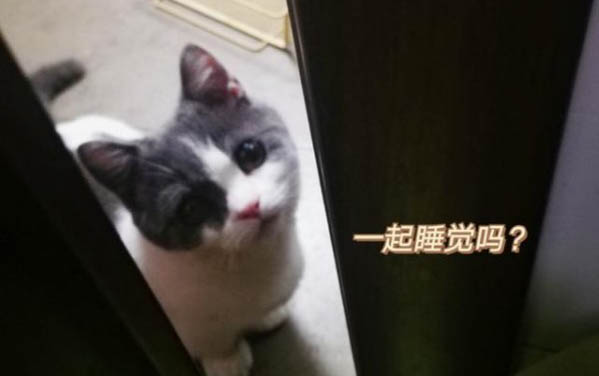 10天的小猫刺激肛门也不拉屎