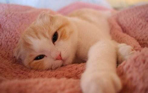 猫咪眼屎太多怎么回事
