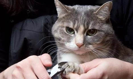 100块以下的小猫，宠物猫价格100以下能买到吗