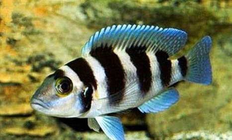 食蚊鱼怎么繁殖