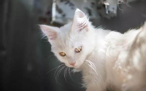 小猫几个月打第一针疫苗