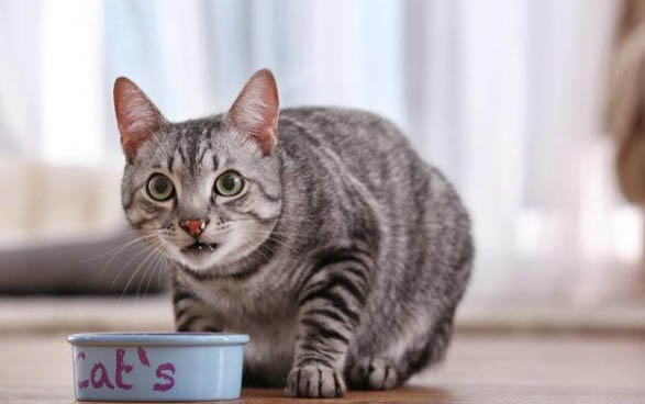 猫咪害怕的表现表现