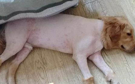 狗粮哪个好呢