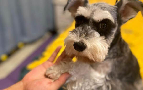 狗狗怀孕期间不能吃什么