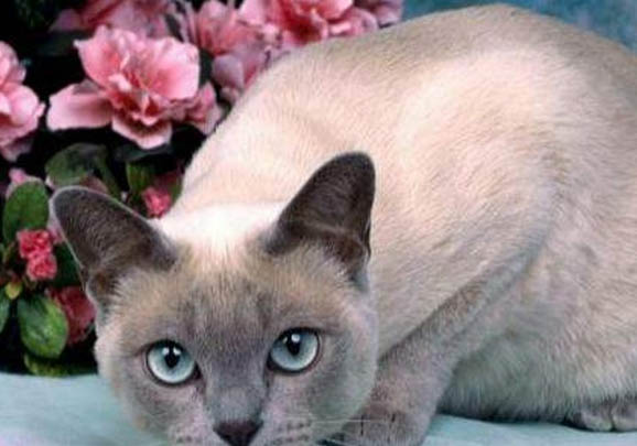 东奇尼猫得了猫瘟怎么治