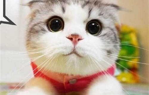 猫没精神总睡觉没食欲是生病了吗为什么