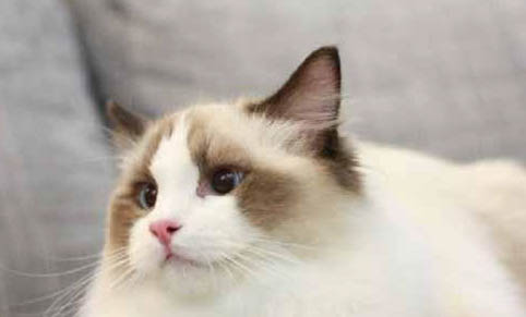 猫咪呕吐吐毛怎么办啊