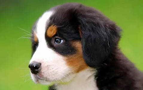 伯恩山犬吃多了吐了怎么办