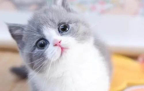矮脚猫为什么不好繁育呢