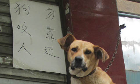 狗狗晕车怎么办最快最有效