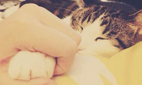 重点色短毛猫生病了什么状态