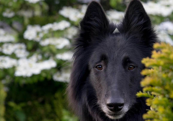英国古代牧羊犬价格?古牧饲养注意事项有哪些?