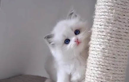 猫生完小猫多久可以再怀孕