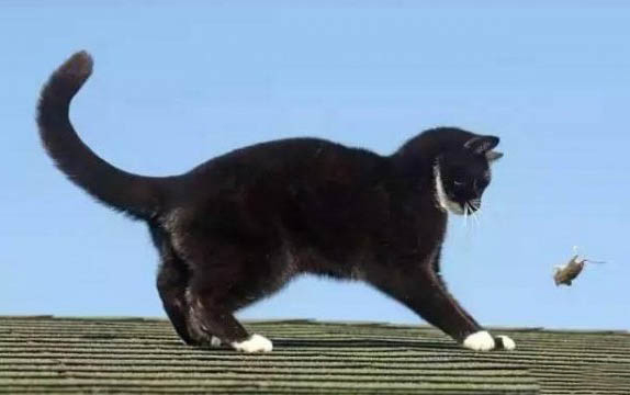 猫多大做驱虫好