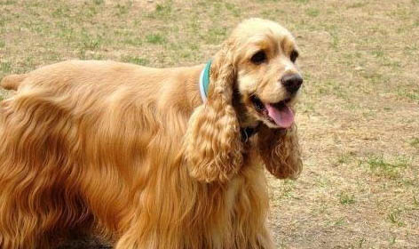 英国可卡犬为什么会流眼泪眼屎多