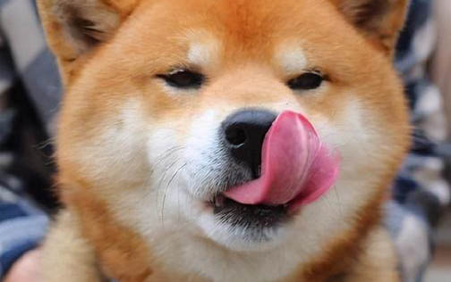 为什么狗狗突然不好好吃饭呢