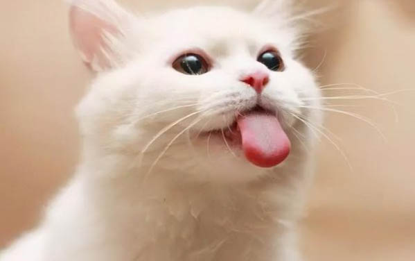 小猫身上起癣怎么办