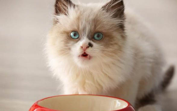 两个月的小猫能洗澡吗