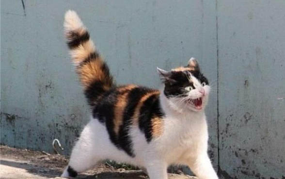 猫为什么不能用塑料碗喝水