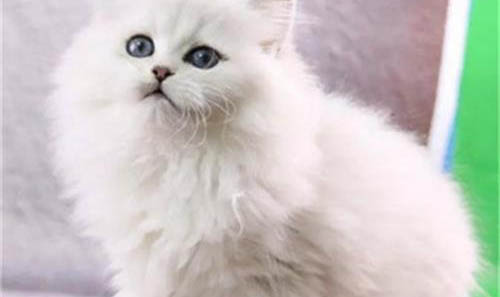 纯种波斯猫多少钱一只