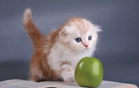 猫咪杯状疱疹好治吗