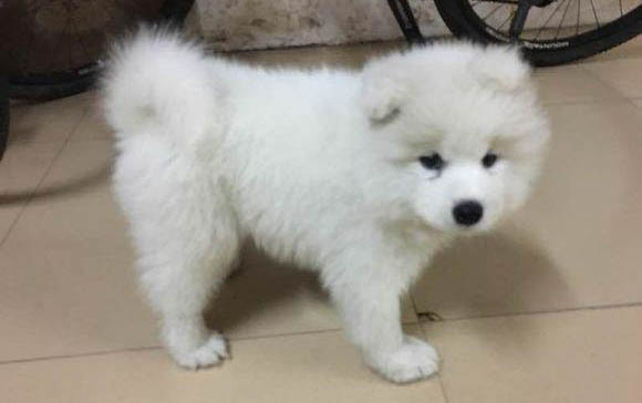 2个月幼犬适合晒太阳吗