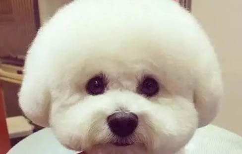狗狗没精神一直趴着还发抖怎么回事