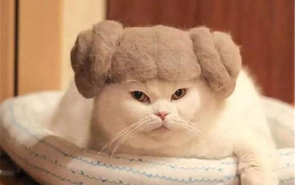 猫咪下崽后吃啥最下奶