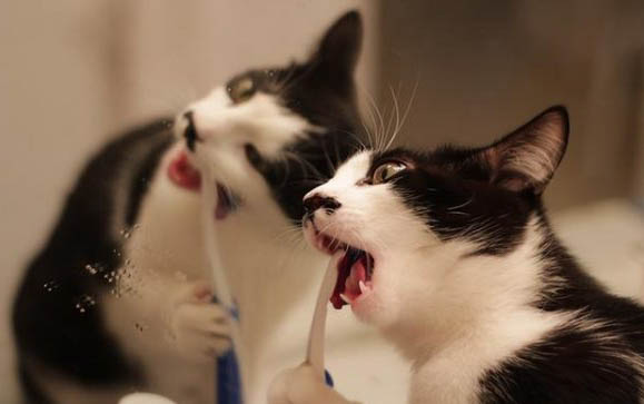 猫咪没有猫砂盆多久会好