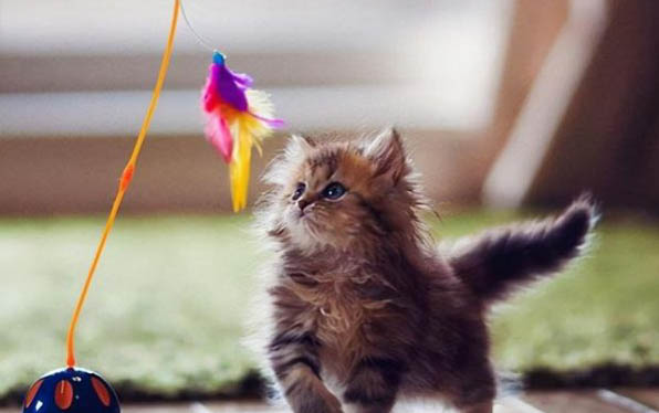 挑选猫咪的注意事项