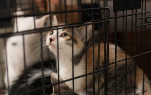 四个月猫咪一天吃多少