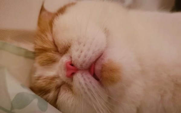 猫耳朵出血了怎么办