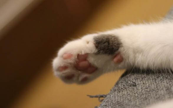 刚出生的小猫找不到奶应该怎么办