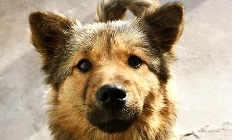 狗最多能活多少年中华田园犬