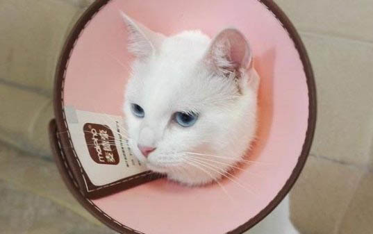 金渐层猫和大橘猫的区别