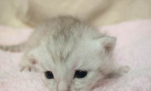 猫洗澡水温在多少合适