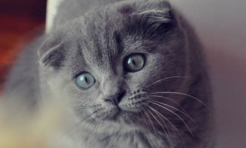 折耳猫的寿命是多少年?