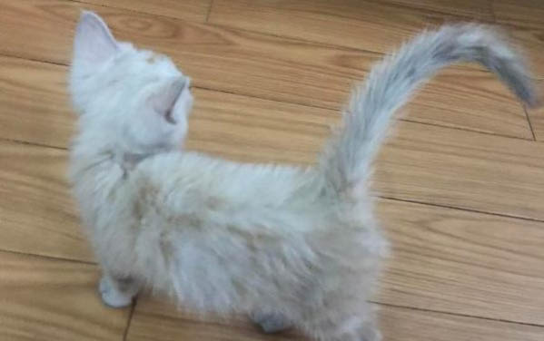 猫咪得猫鼻支症状