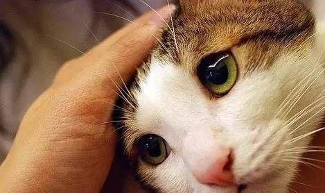 猫眼睛红肿流眼泪发炎要什么滴眼液