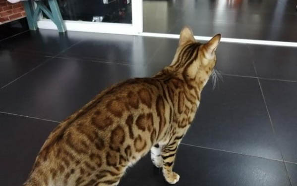 猫条可以天天喂吗?