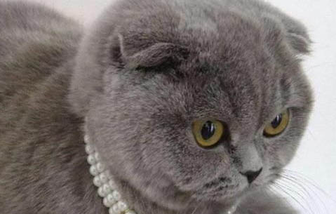 折耳猫一般能活多少年