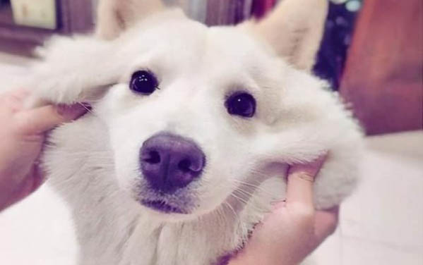 狗耳朵痒一直挠怎么办啊