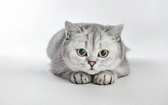 猫肠梗阻如何治疗?