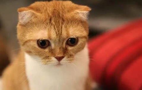 猫咪会喘气张嘴吐舌是什么原因?